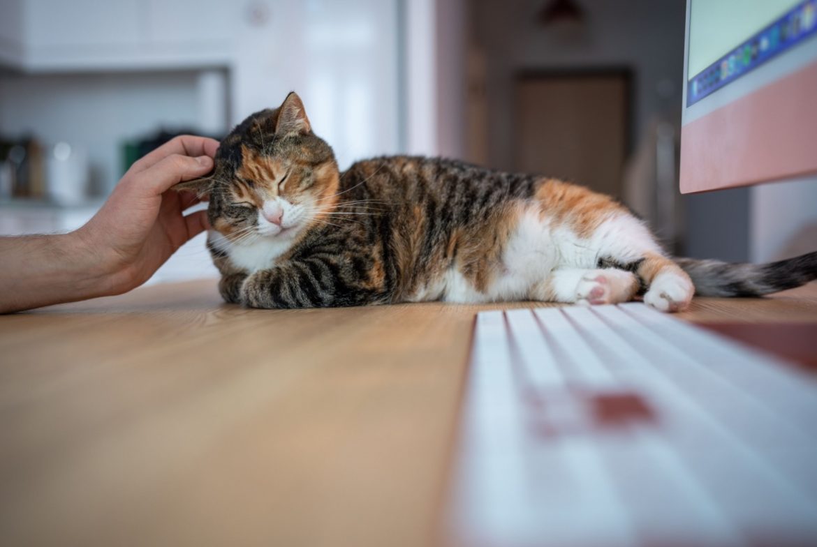 biaya perawatan kucing