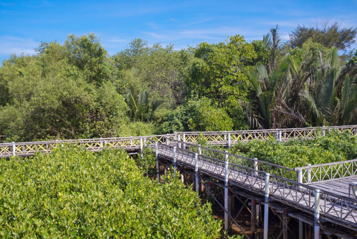 Hutan Mangrove Kulonprogo, Yogyakarta