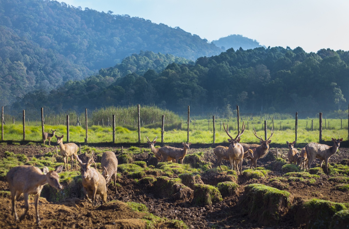 bermain dengan rusa di Ranca Upas Bandung