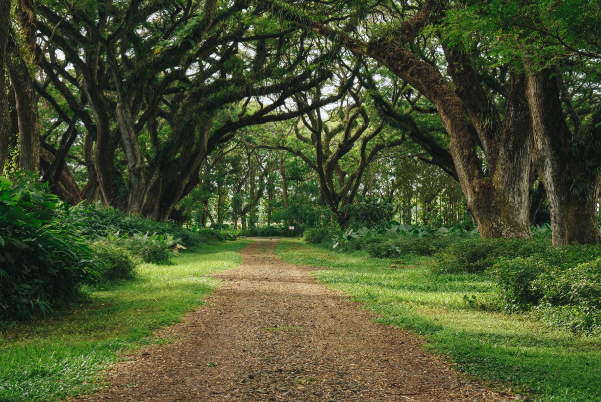 Hutan De Djawatan Benculuk