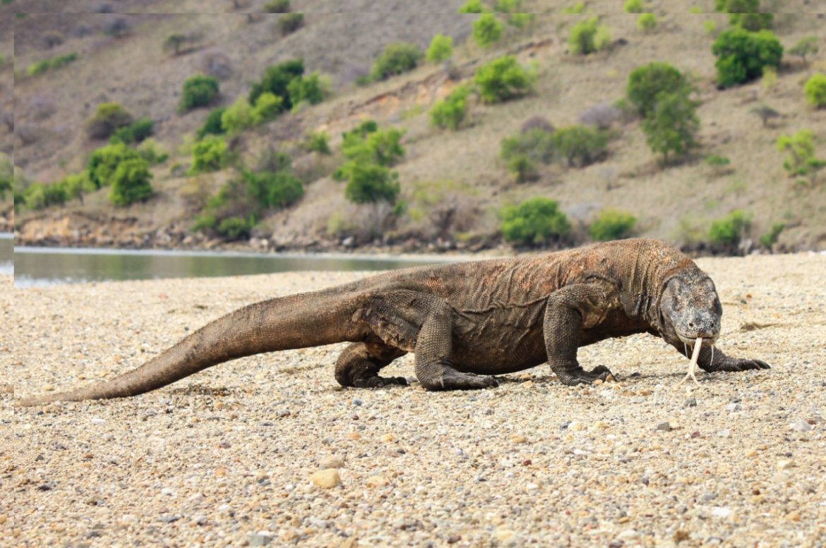Panduan liburan ke pulau Komodo NTT